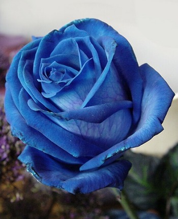 La rosa azul de Novalis | LA RUE MORGUE